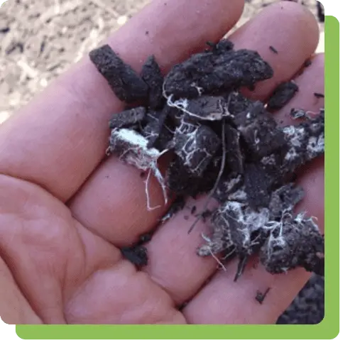 composting