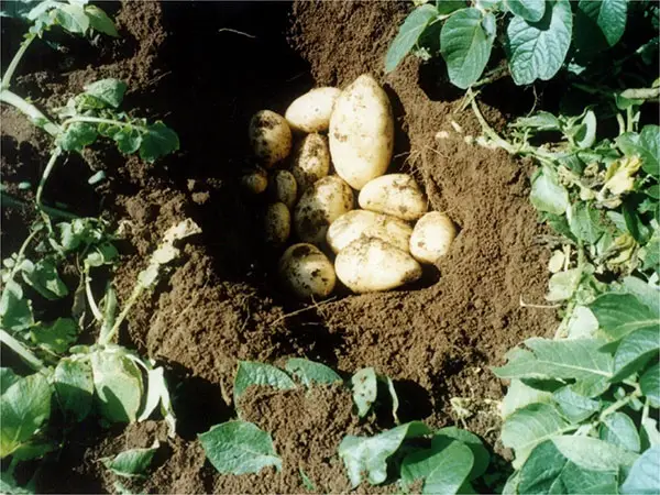Uitdraai Farming
