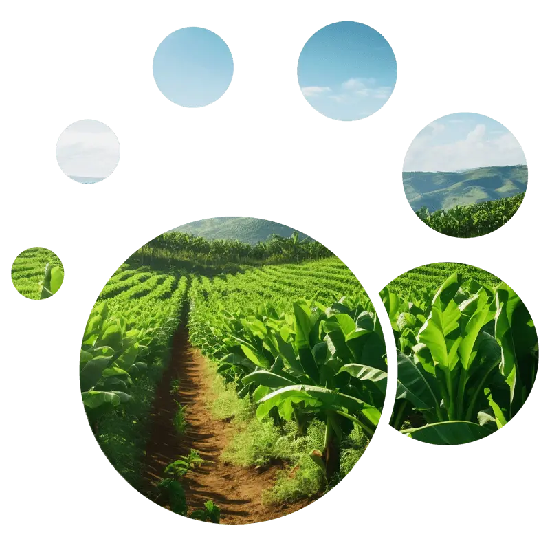 MZP Microzone