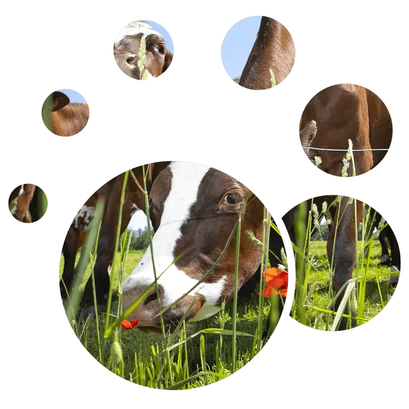 MZP Microzone Cows