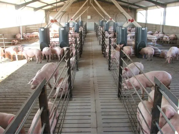 EM® Technology in Vusithemba Piggery