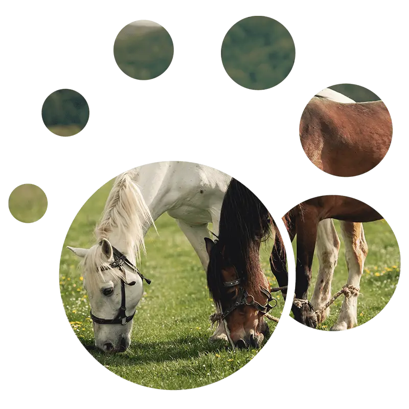 Animal Husbandry