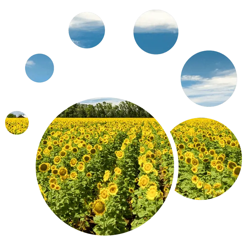 Agriculture